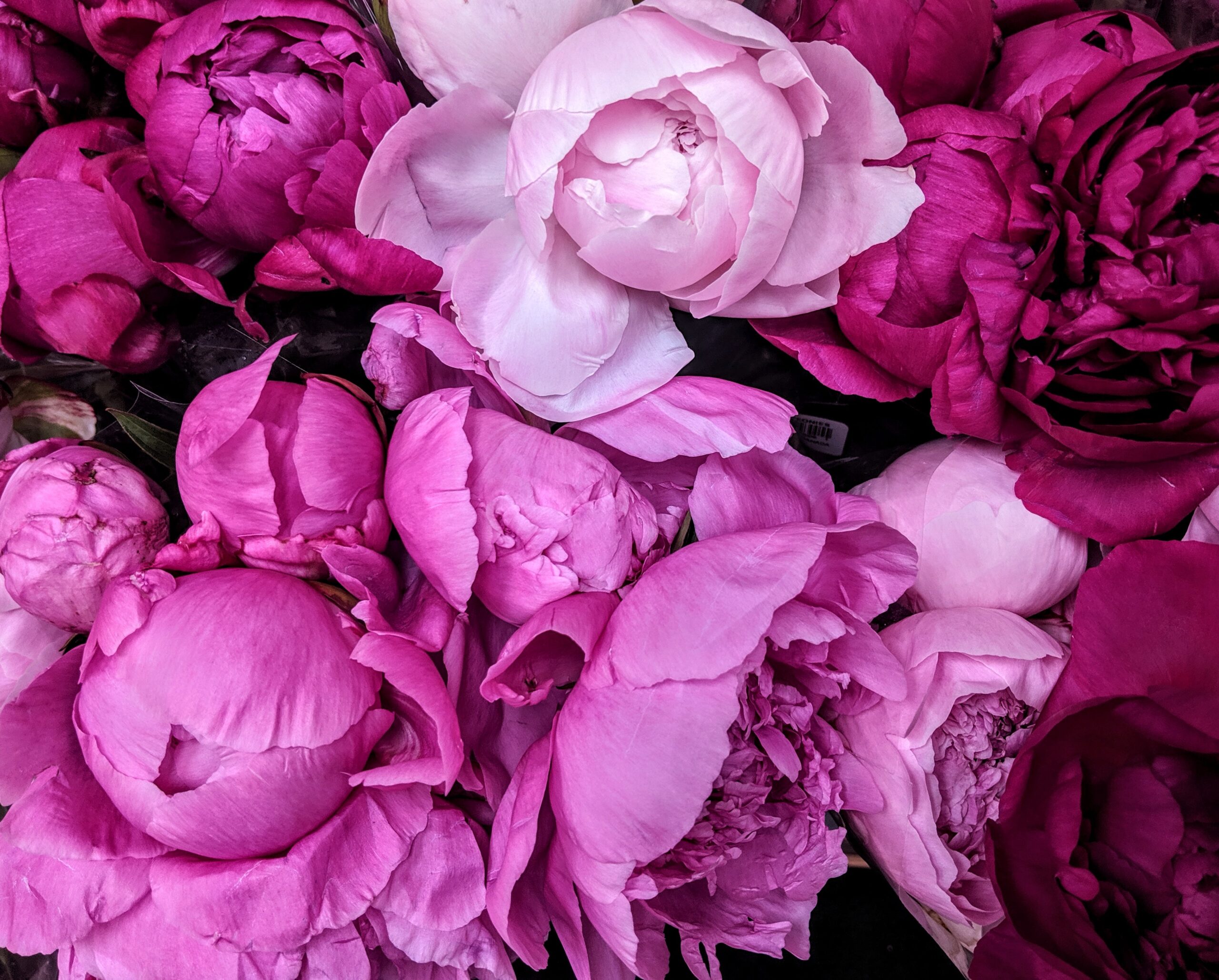 For the Love of Peonies